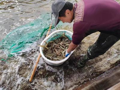 山東萬芝園食用菌科技南蝦越冬生產再獲豐收，趨勢資產管理助推國企高質量發展